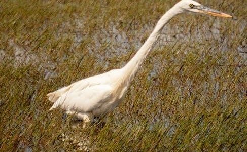 north dakota guided waterfowl hunts